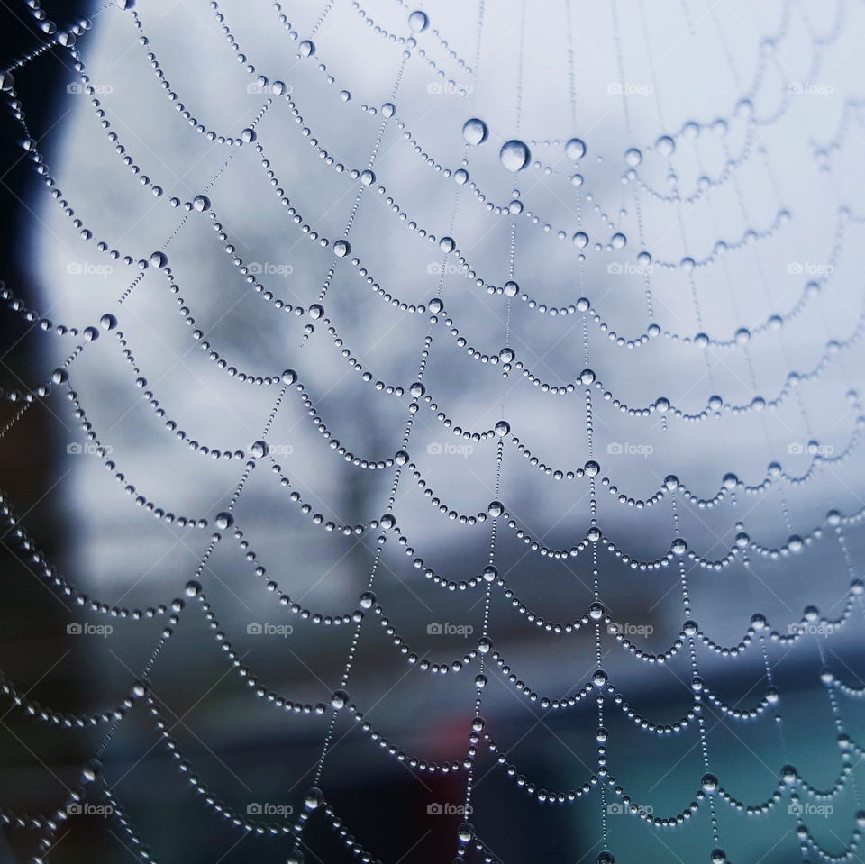 Beads of rain on a spiders web.