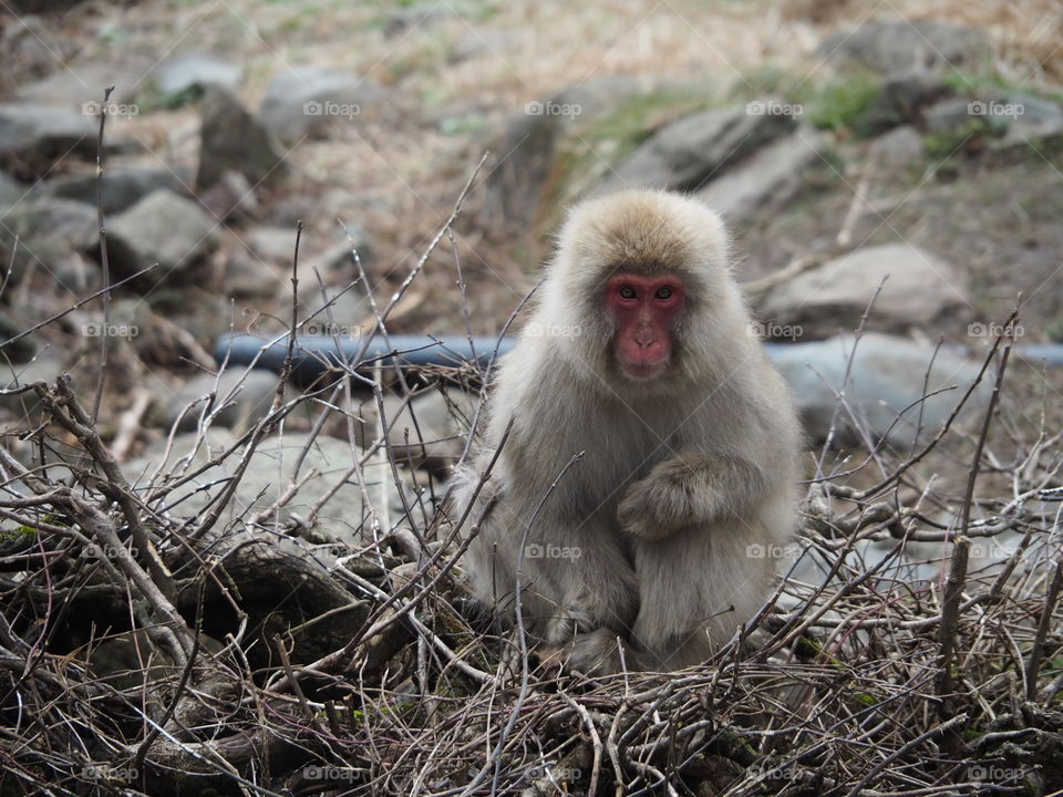 Snow monkey