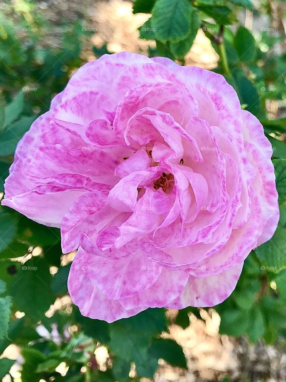 Pink Rose