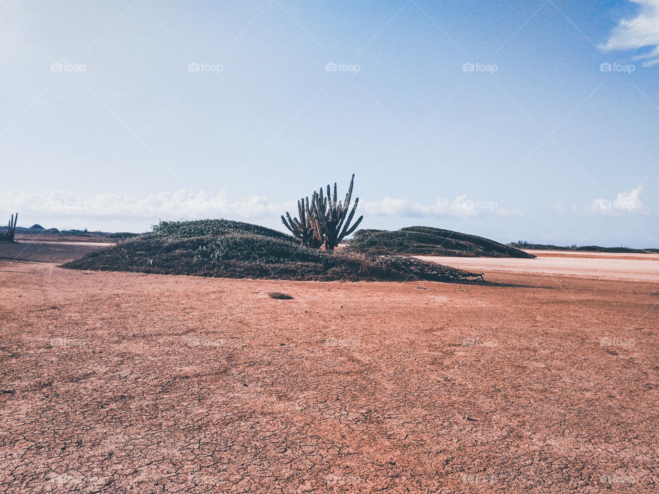 Plant life in the desert