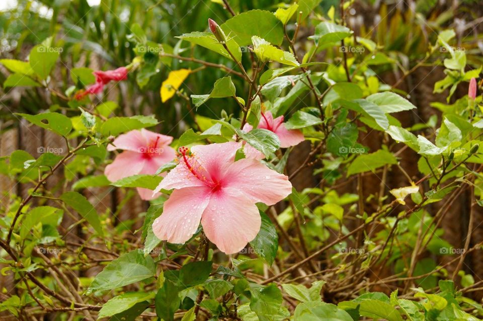 Hibiscus Zanzibar