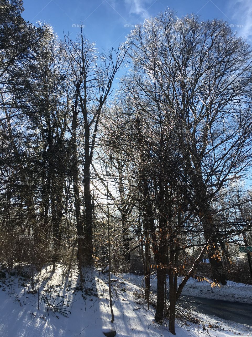 Icy trees in Connecticut