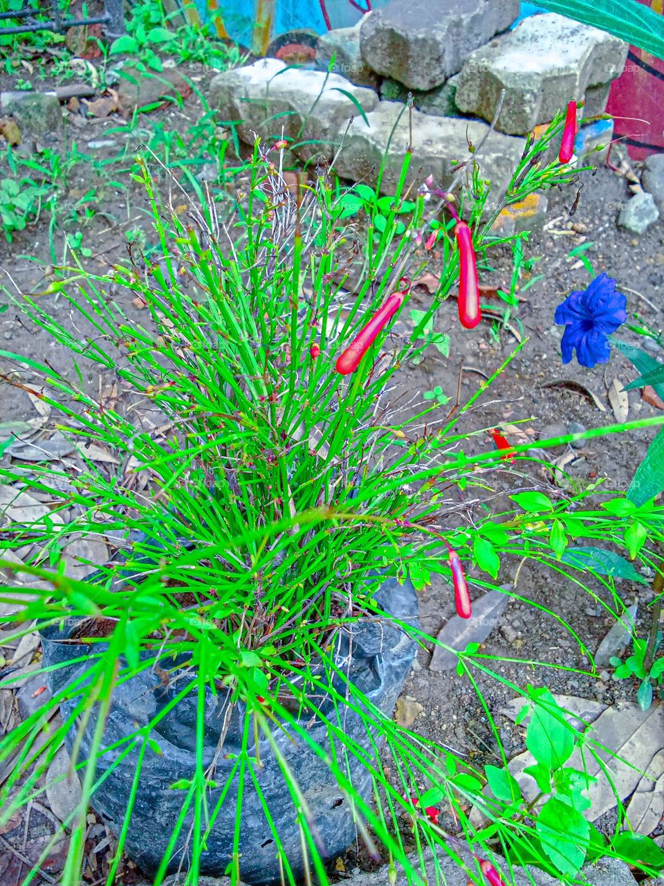 kupret flower in the pot garden