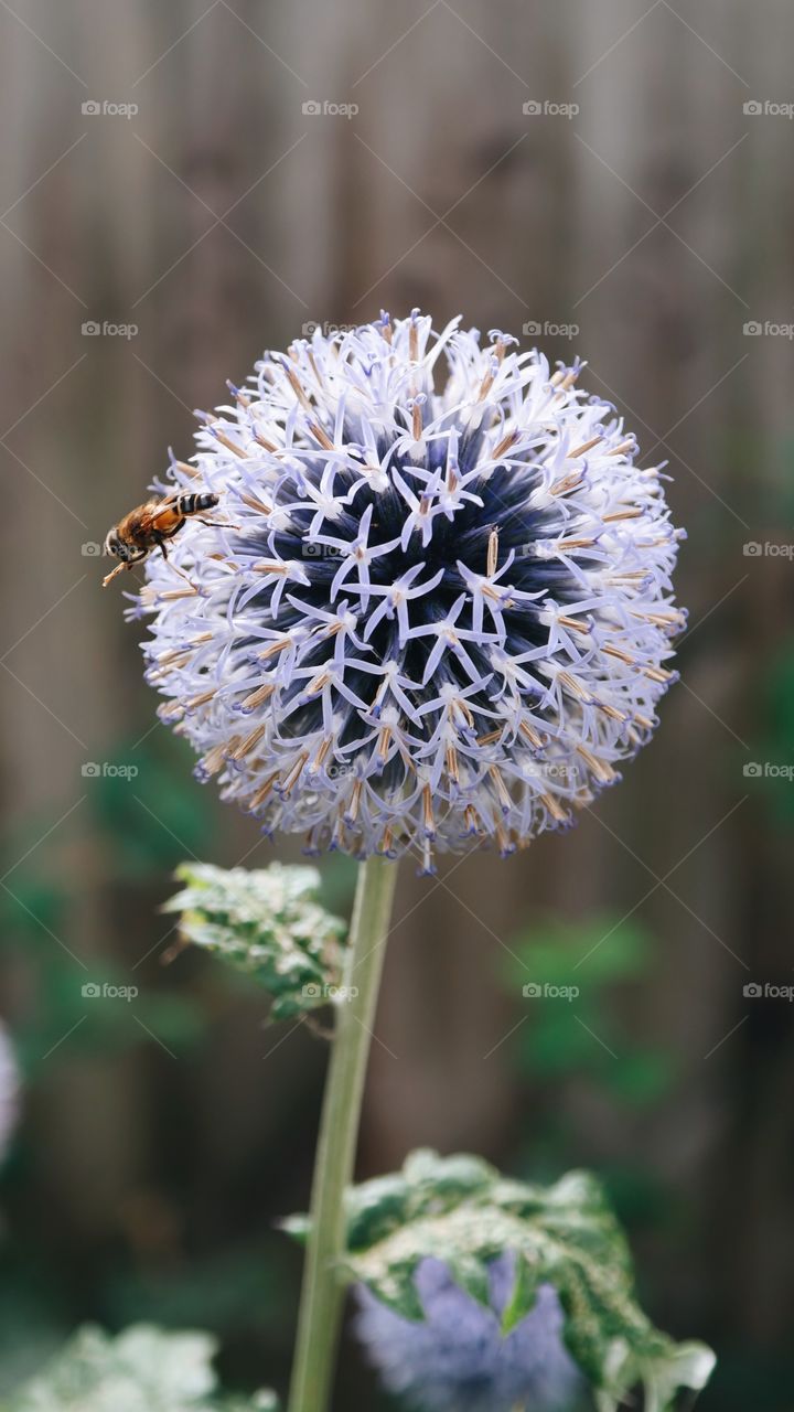 Bee on dandelion flower