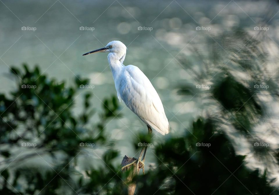 White herons