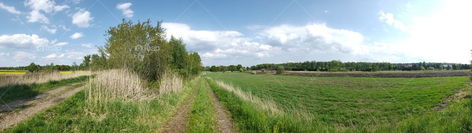 Panoramic view of a road and a field with the forest behind and clouds on a sunny day