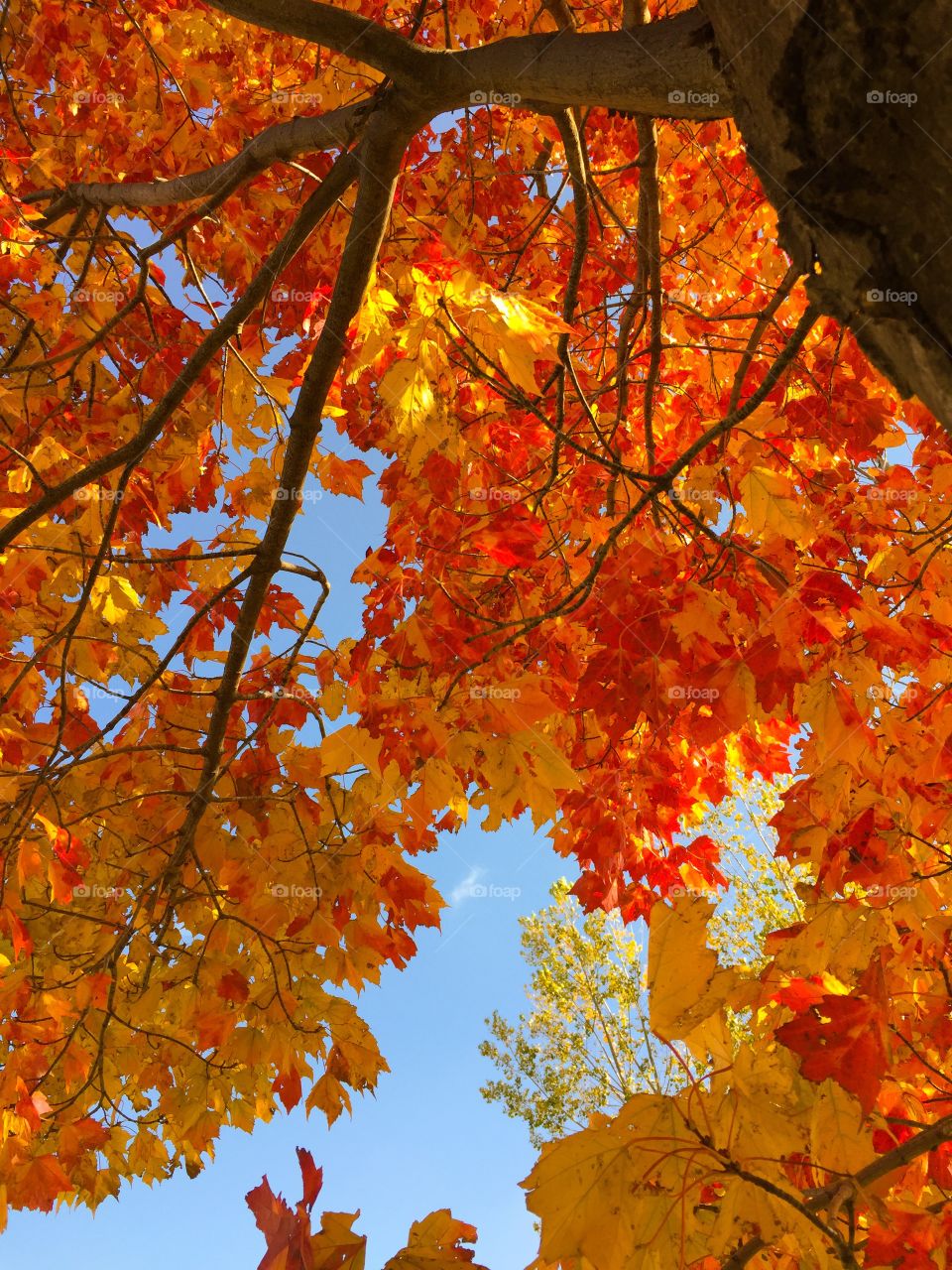 Fall Leaves. This tree is out my window at work 