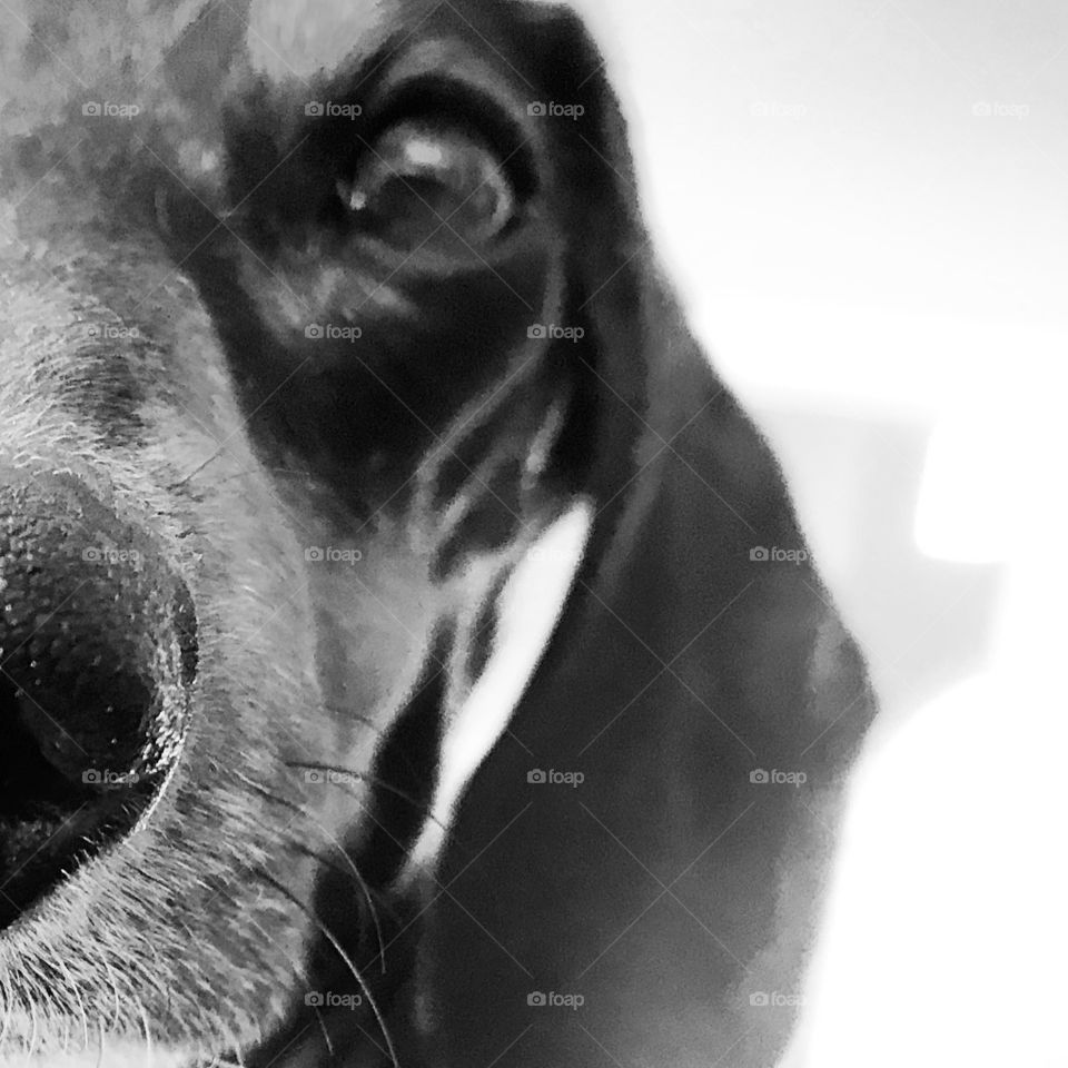 The eye of the dachshund ❤️