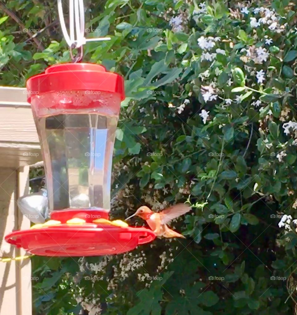 Hummingbird feeding time