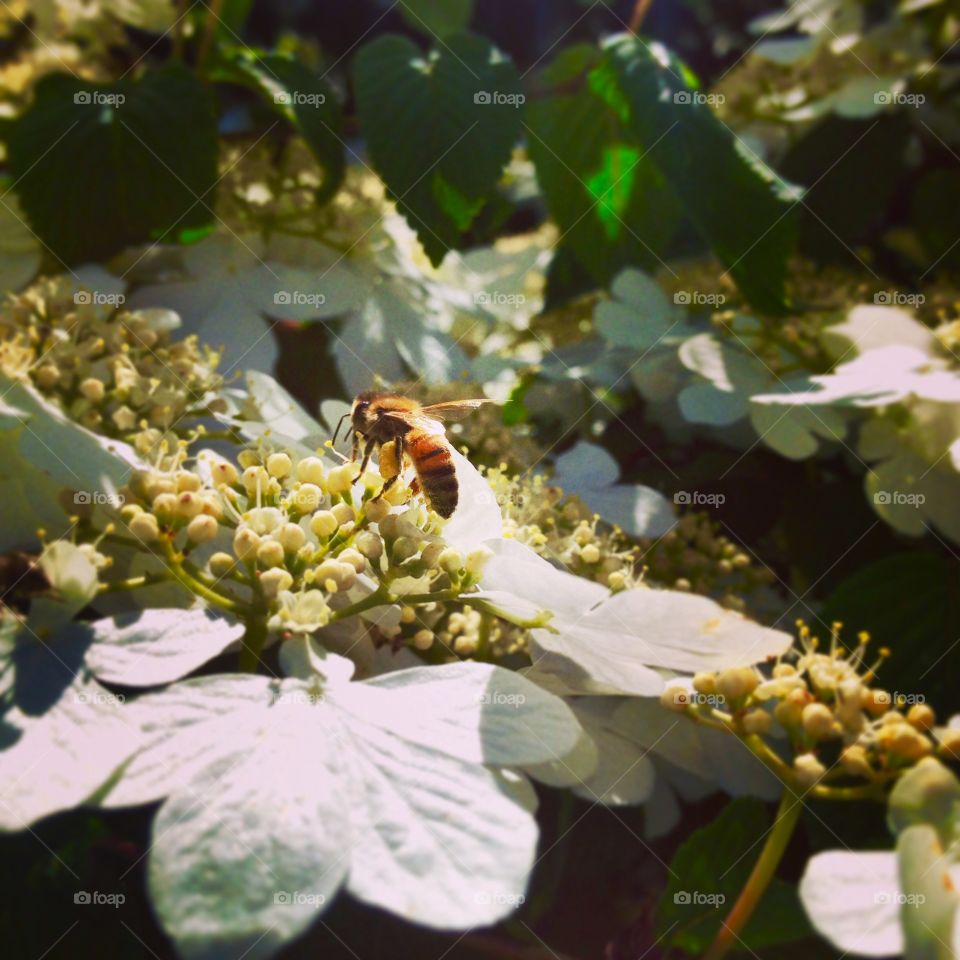 Bee Meets Viburnum. Heavily burdened honeybee keeps collecting.