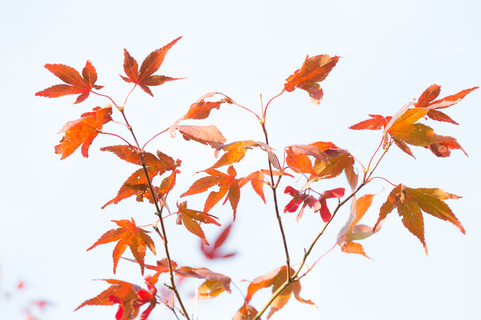 Maple tree leaves changing into orange color in early autumn 