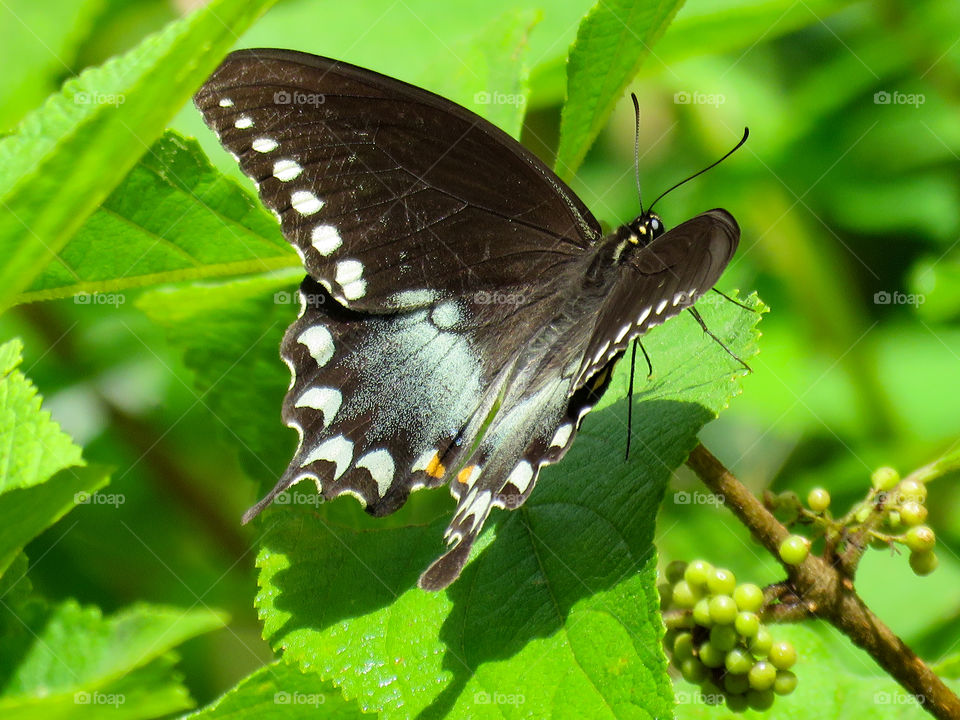 Black swallowtail