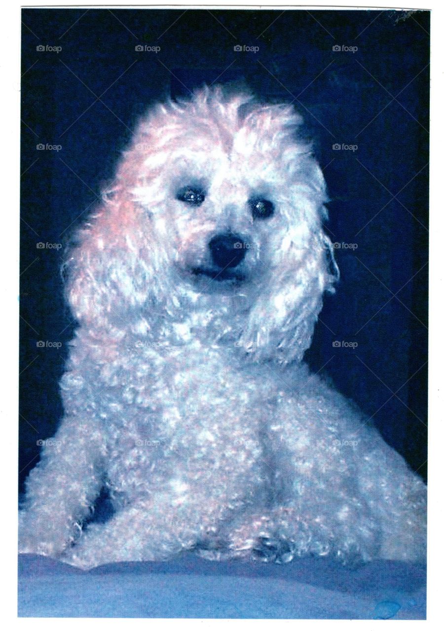 Beautiful photo portrait of a white poodle sitting up against a dark background. He's looking right at the camera, good doggie!