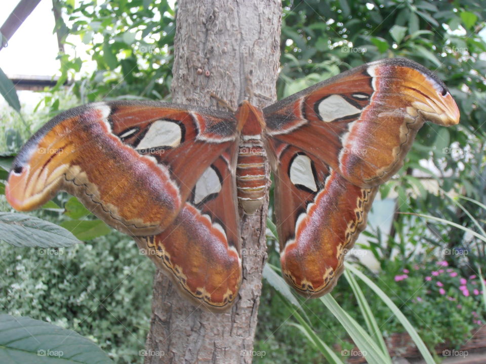 Giant Butterfly