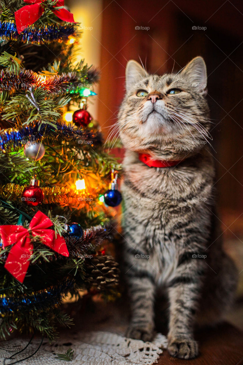 Christmas celebration with a cat