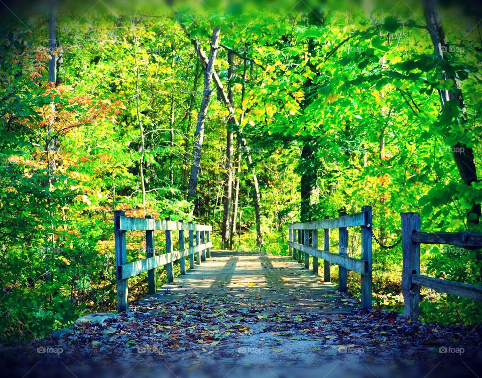 The Path is sunny and clear. Stoney Creek Metro Park. Pure Michigan
