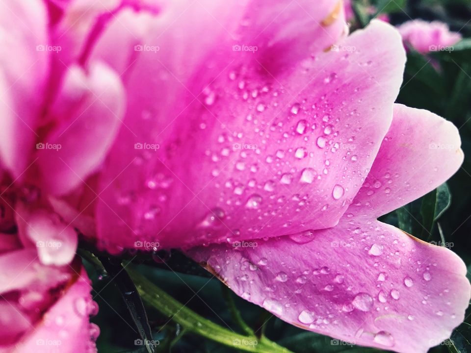 Closeup of beauty flower.Macro photo