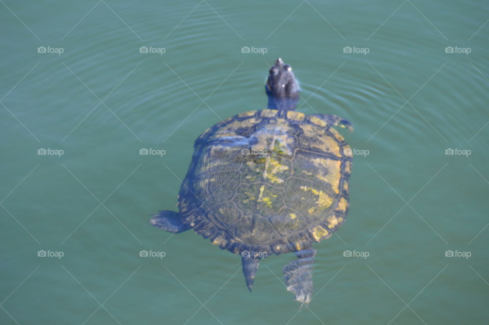 turtle  in the water