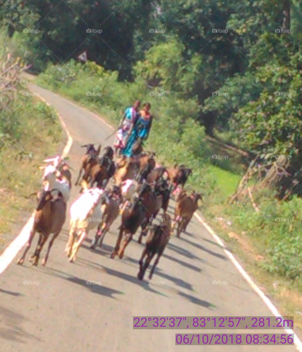 this is a very nice discovered foods, grass gots.