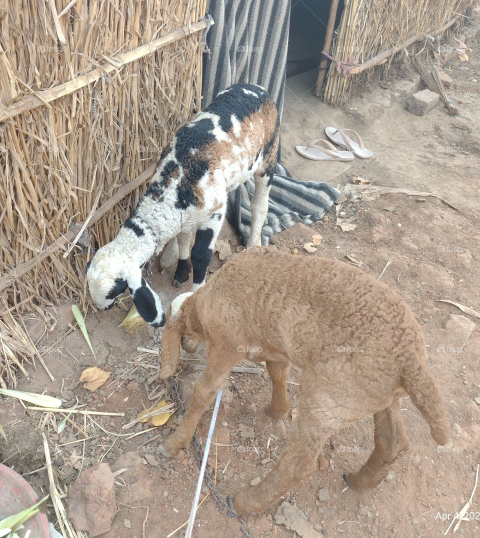 Baby sheeps
cute and loving
playing with the food
Morning scenes