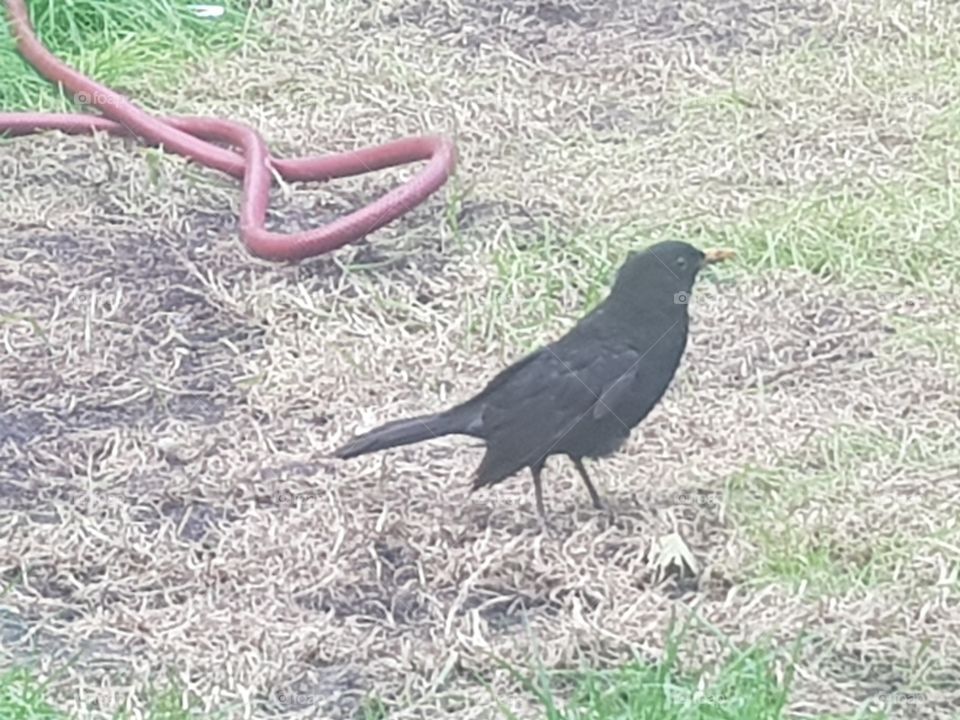Blackbirds sometimes sing beautiful songs. This is especially noticeable when a blackbird has sat in a visible spot in a garden or on the edge of a forest.