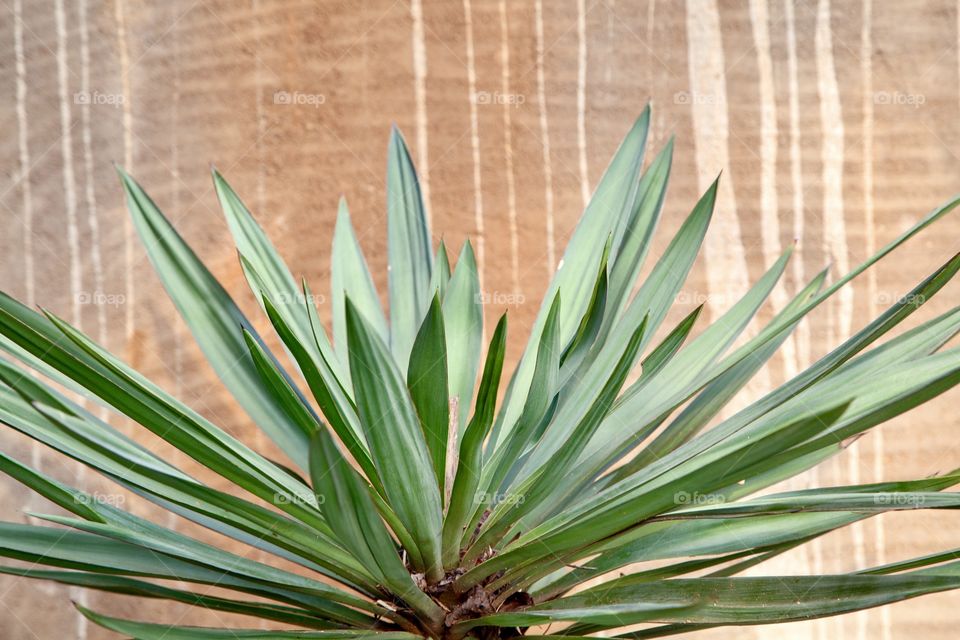 Yucca