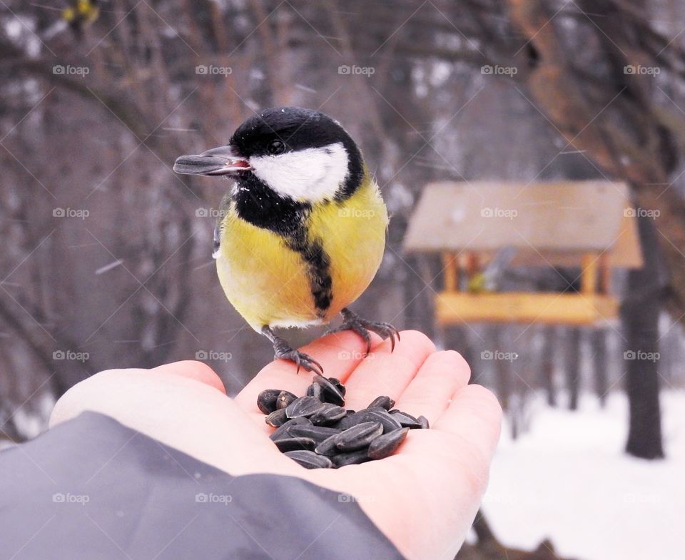 Tit on hand