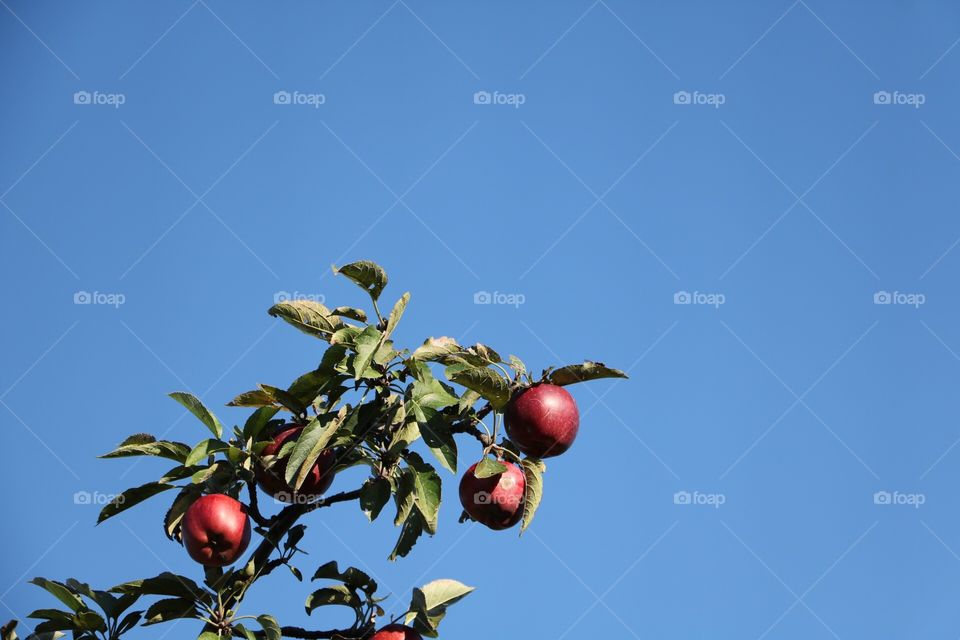 Apple sky. Apple orchard against a stunning blue sky backdrop