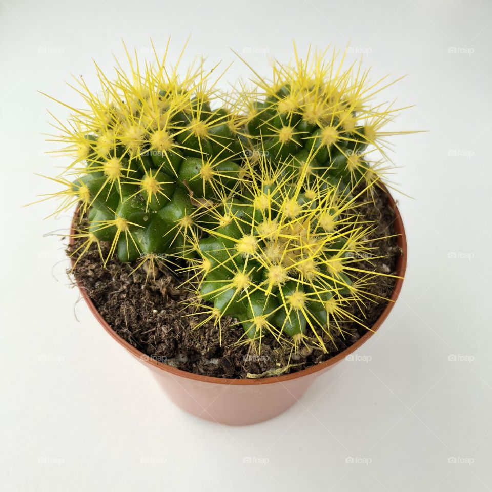 Yellow Cactus needles 