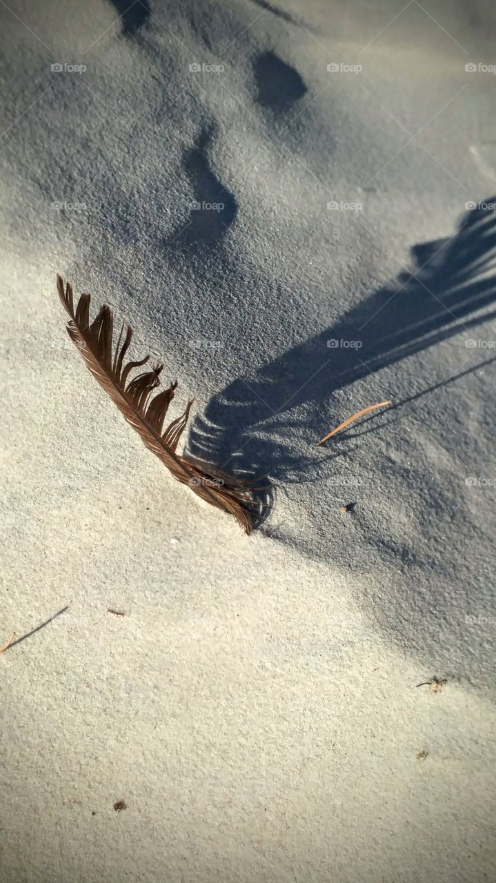 feather standing in the sand