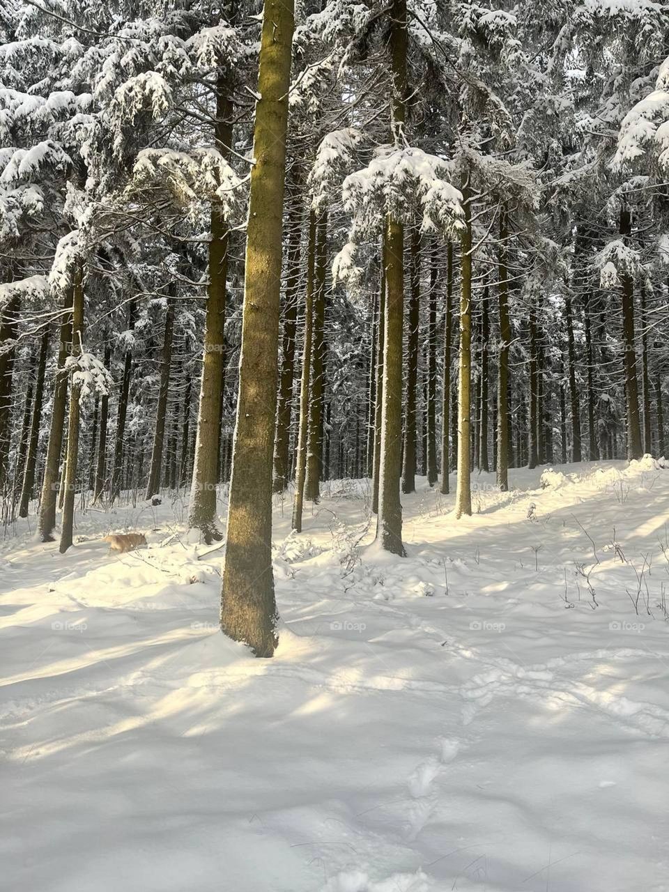 the beauty of our mountains