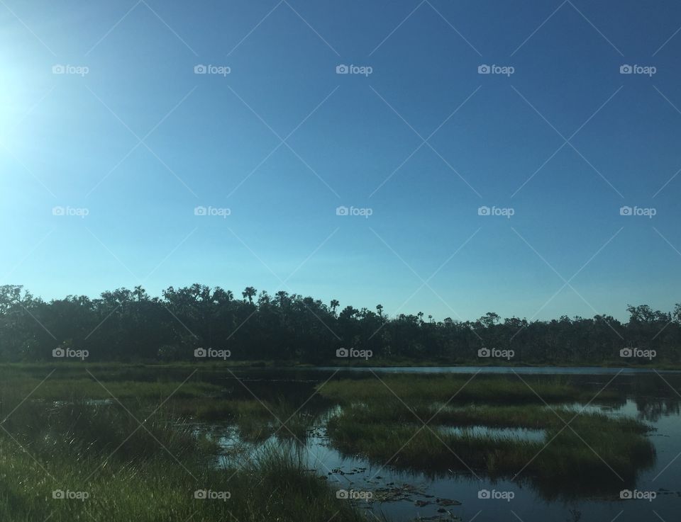 Trees reflecting in intracoastal water along scenic road in Florida with palm trees.