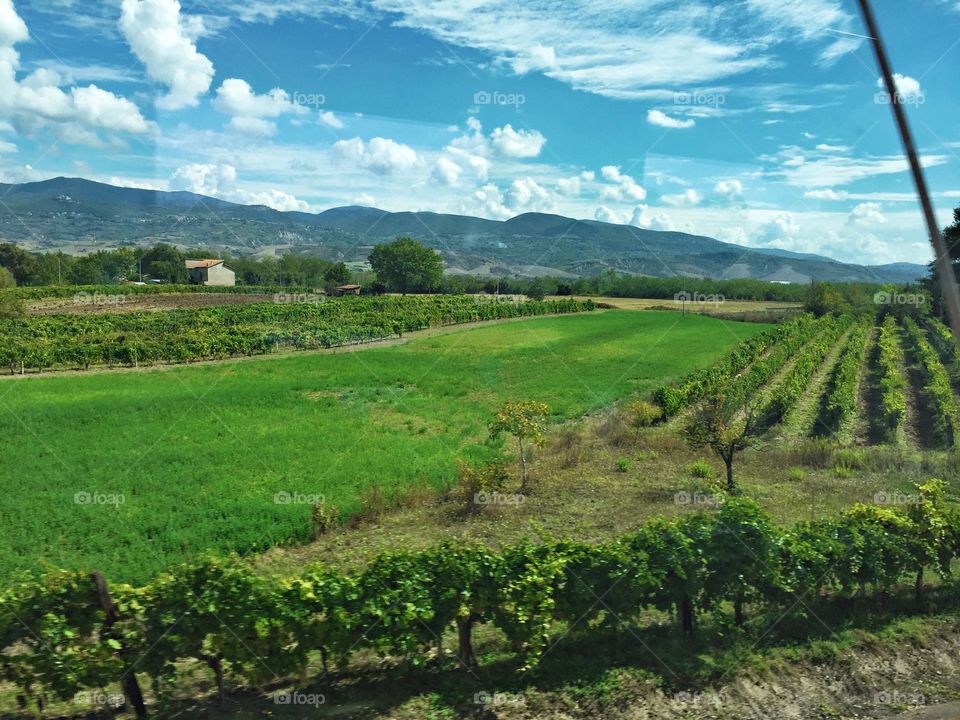 Tuscany Field 