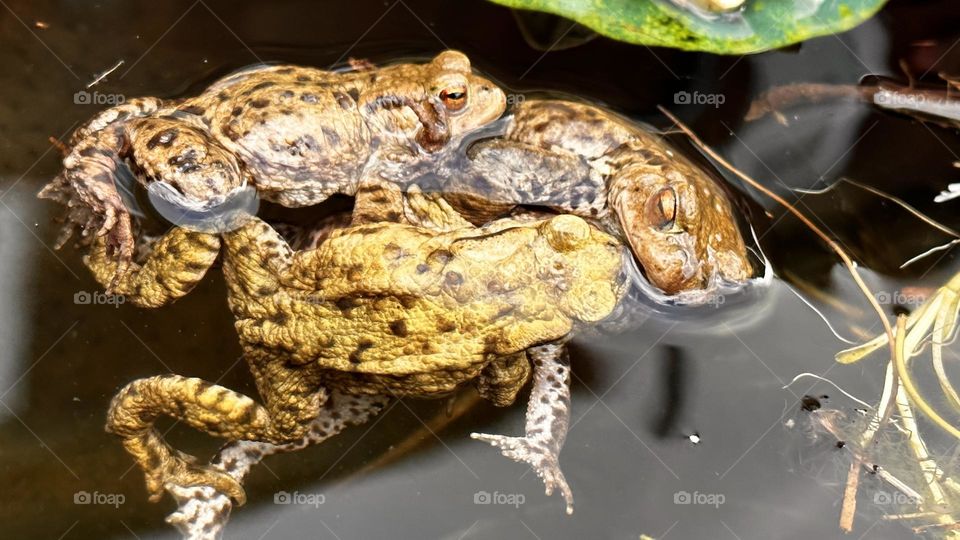 A close up of mating frogs