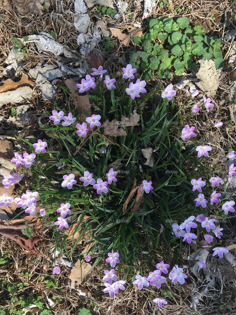 A patch of pretty tiny flowers in my front yard. A sure sign that spring is here!