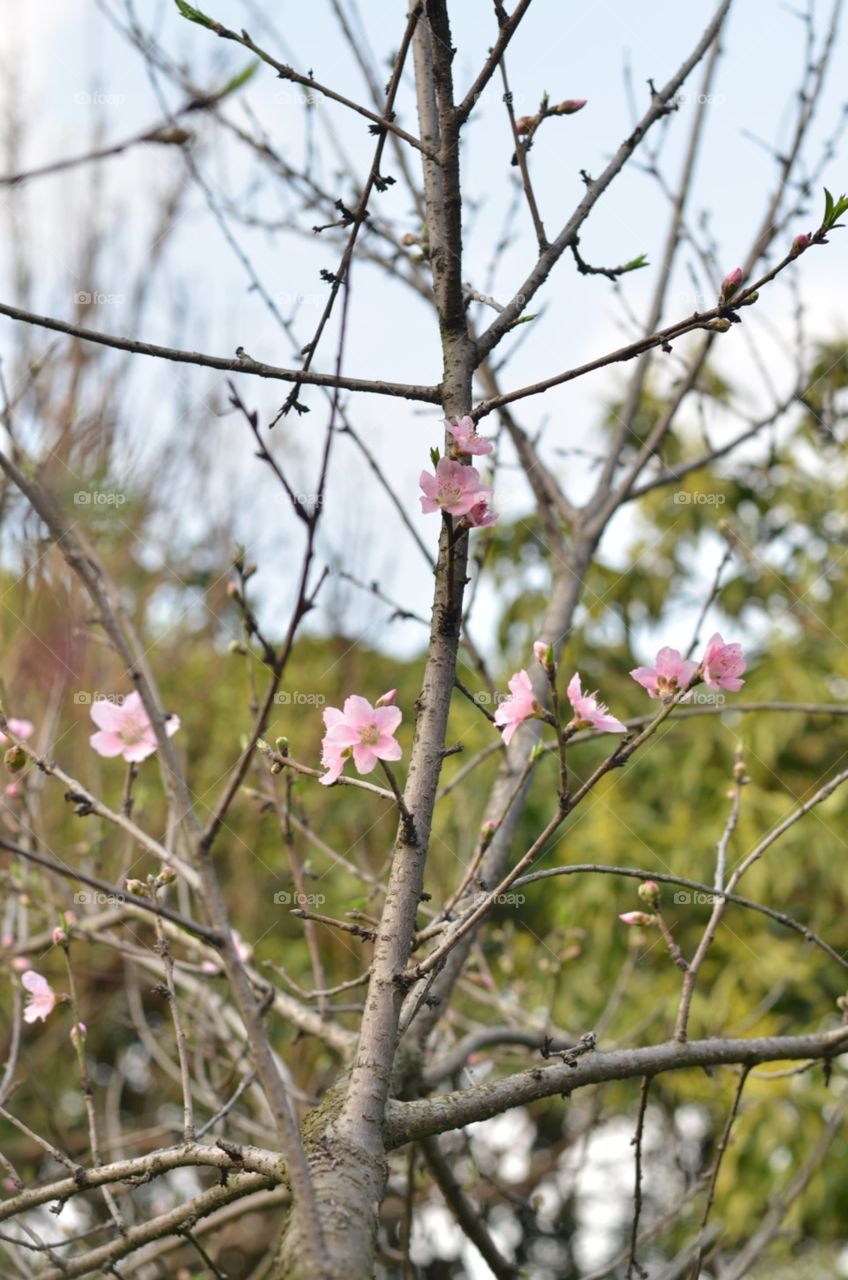 flower