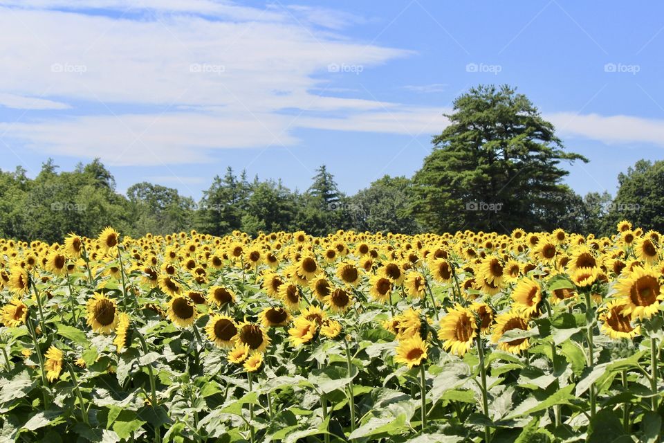Look towards the light