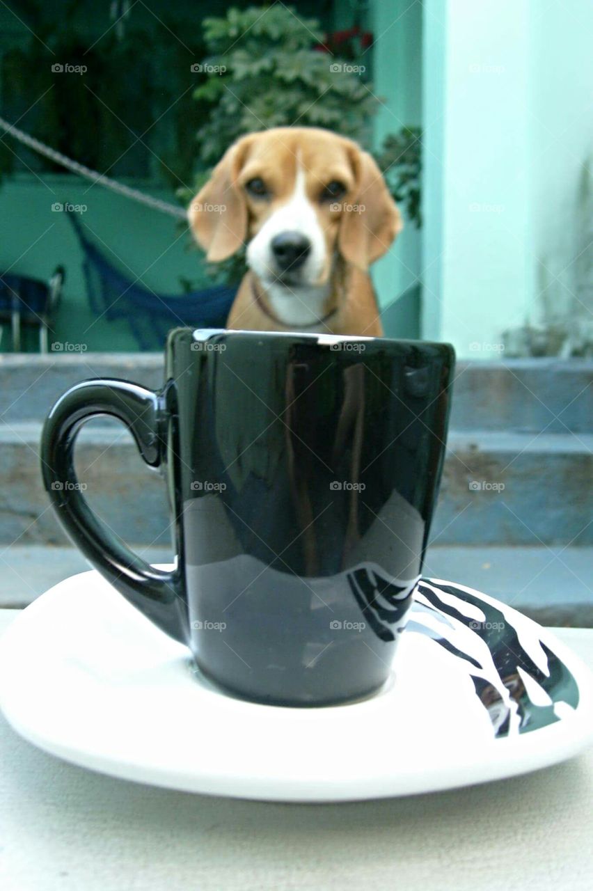 Beagle's tea