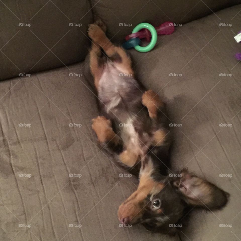 Relaxing puppy