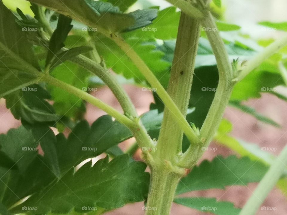 Young healthy cannabis stem