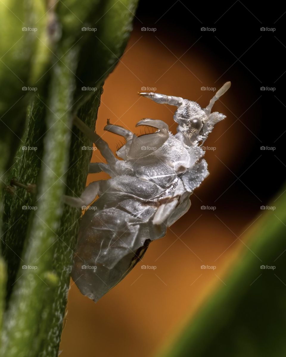 A stoic Ambush Bug stands guard on a milkweed plant. Raleigh, NC. 