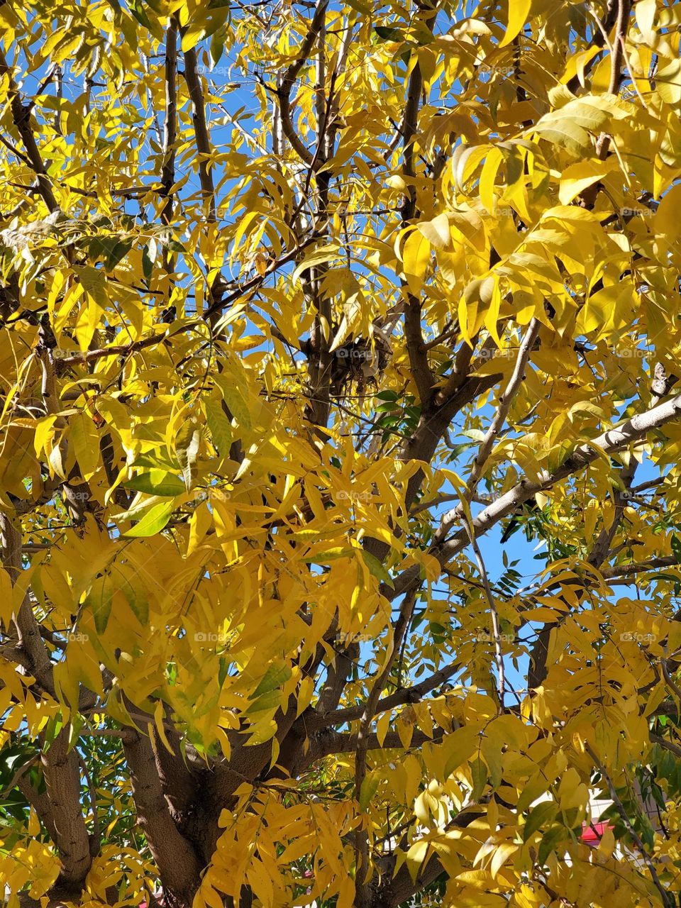 Yellow Autumn Leaves