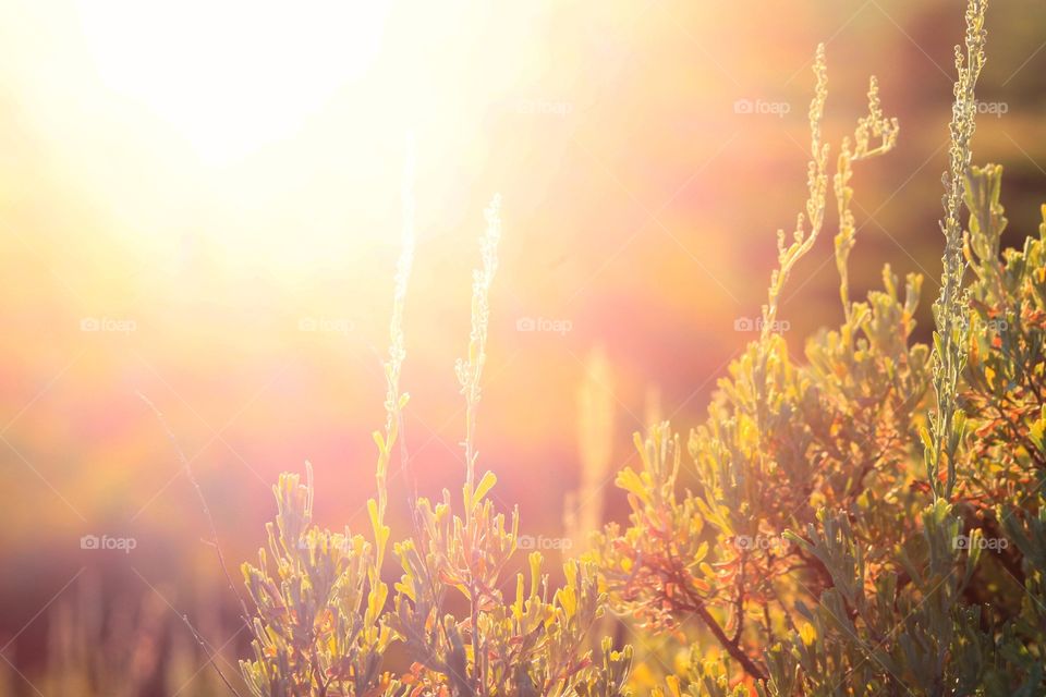 Sunlight on flower plants