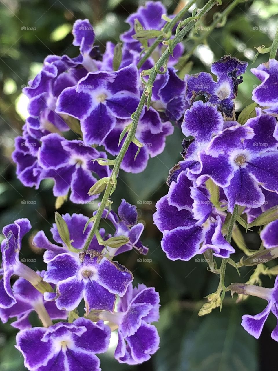 Purple Dankan flower 