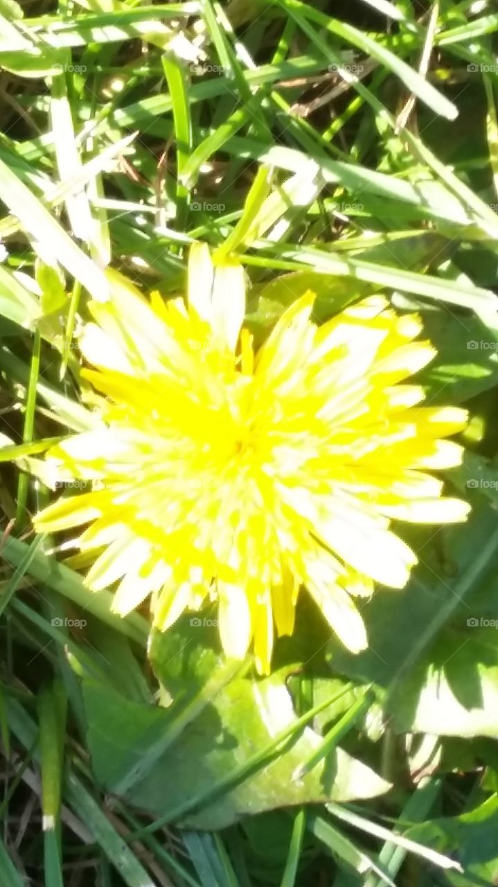 dandelion