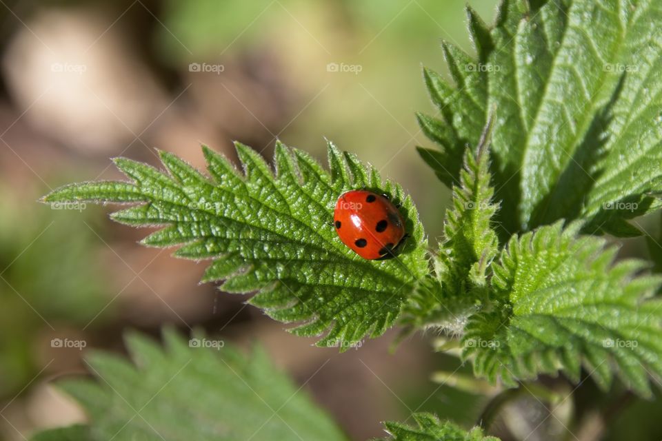 ladybug on a leaf