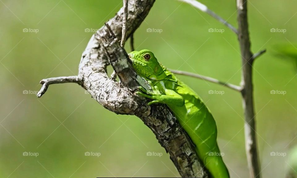 Green Iguana