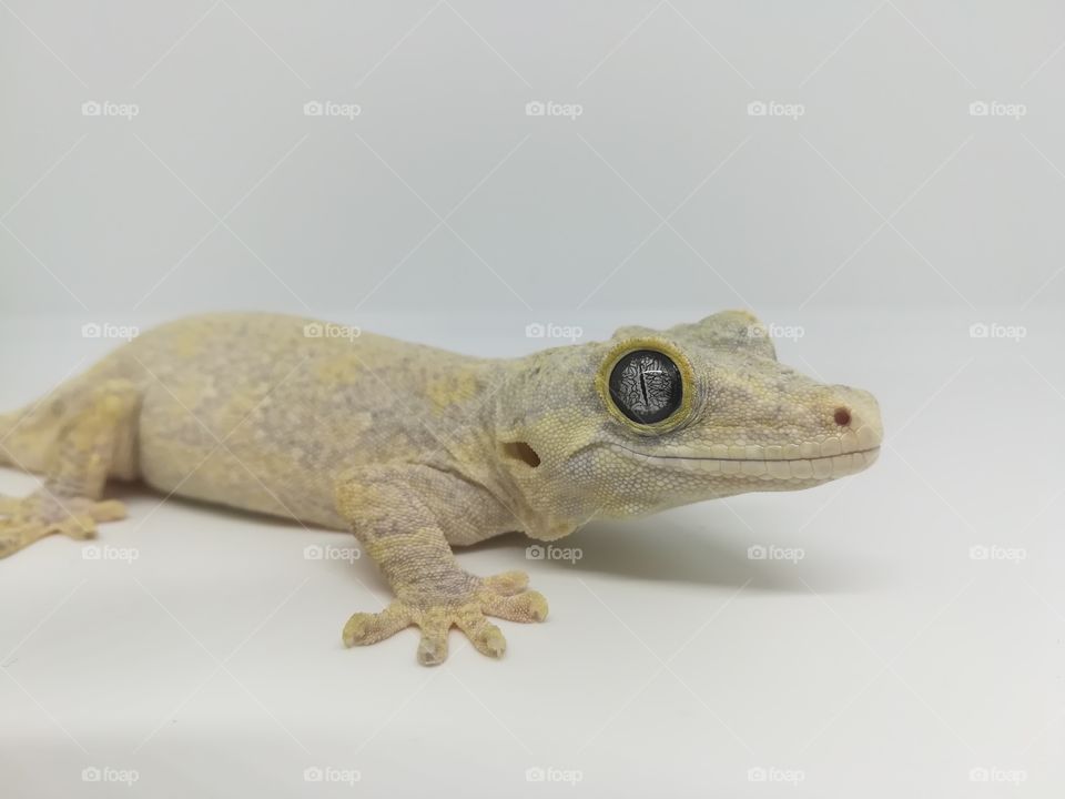 Yellow gargoyle gecko with blue eclipse eyes