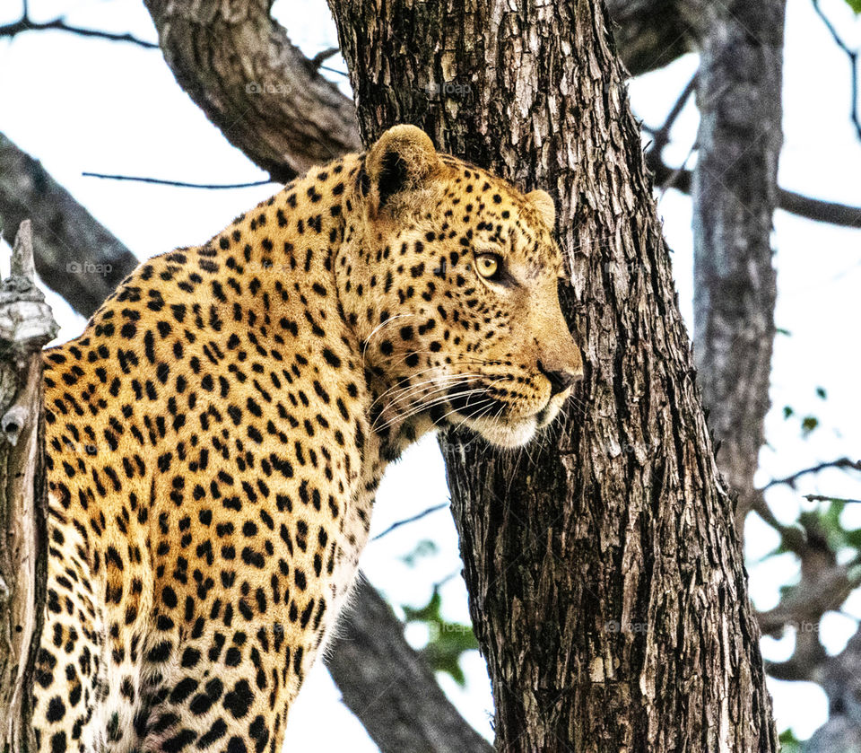 Khwai, Botswana wildlife pictures