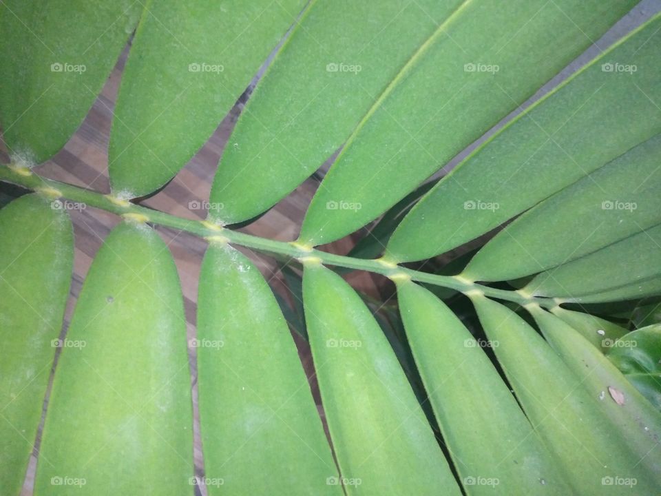 plant with long leaves